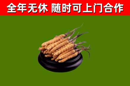 浮山回收冬虫夏草