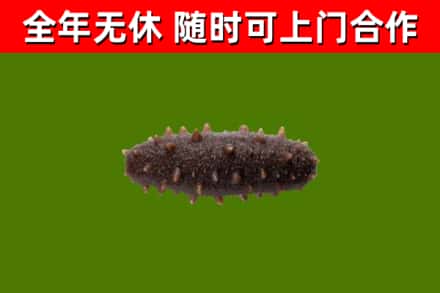 浮山回收海参干